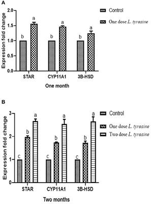 Promoting Effect of L-tyrosine Supplement on New Zealand Rabbit Bucks' Performance and Reproduction Through Upregulation of Steroidogenic Markers